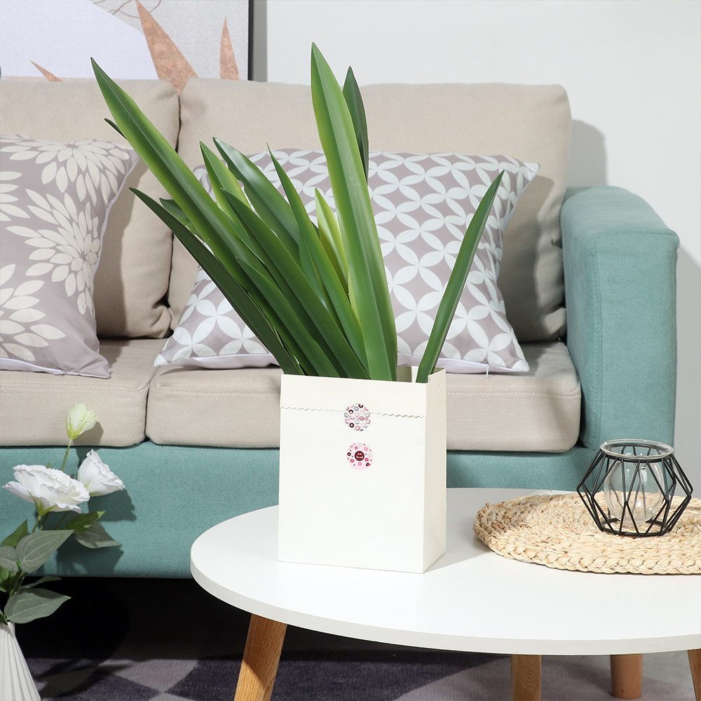 New Party Supplies High Grade  - огляд і ціна Snake Plant