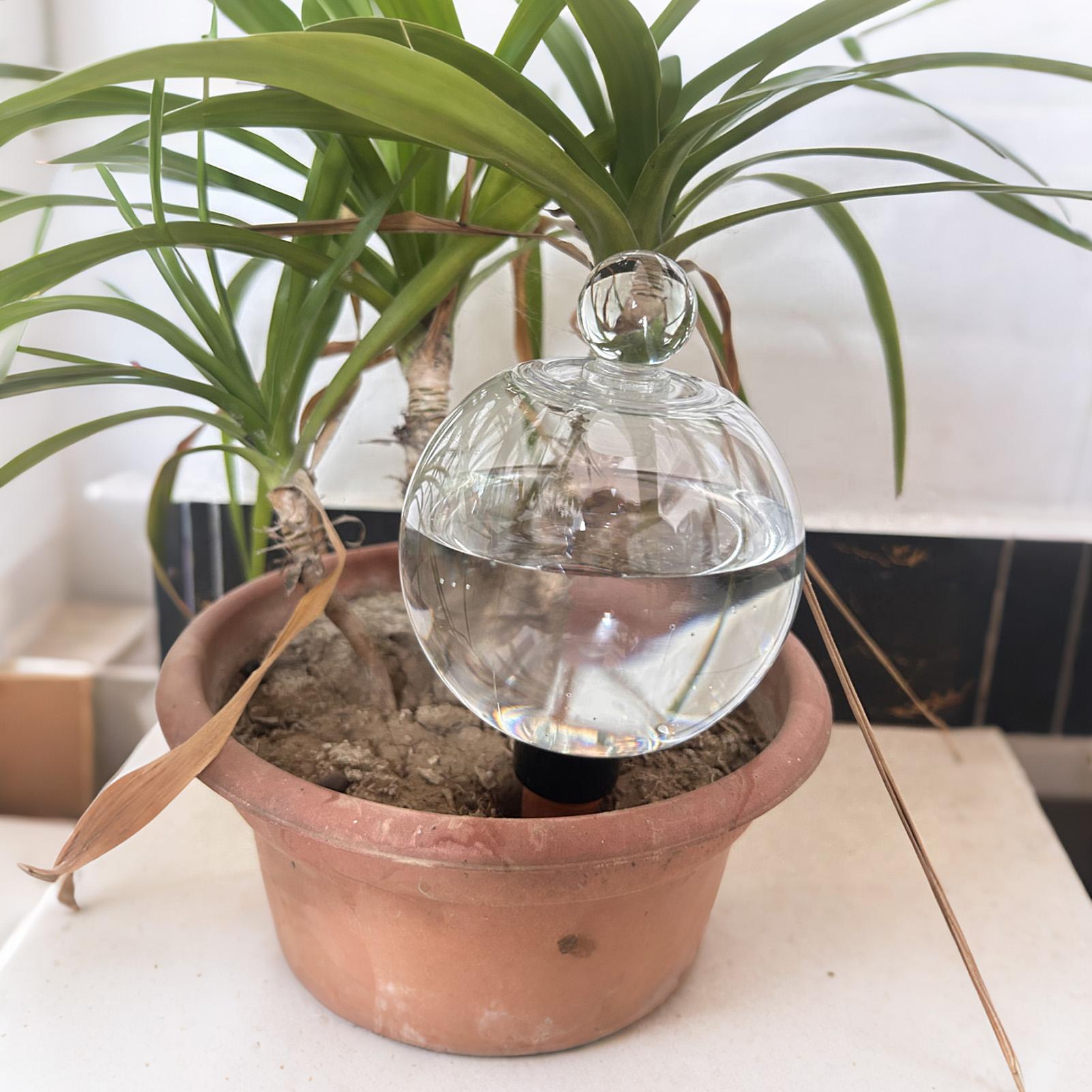 Plant Watering Bulbs 4pcs 500m - огляд і ціна Succulent Set