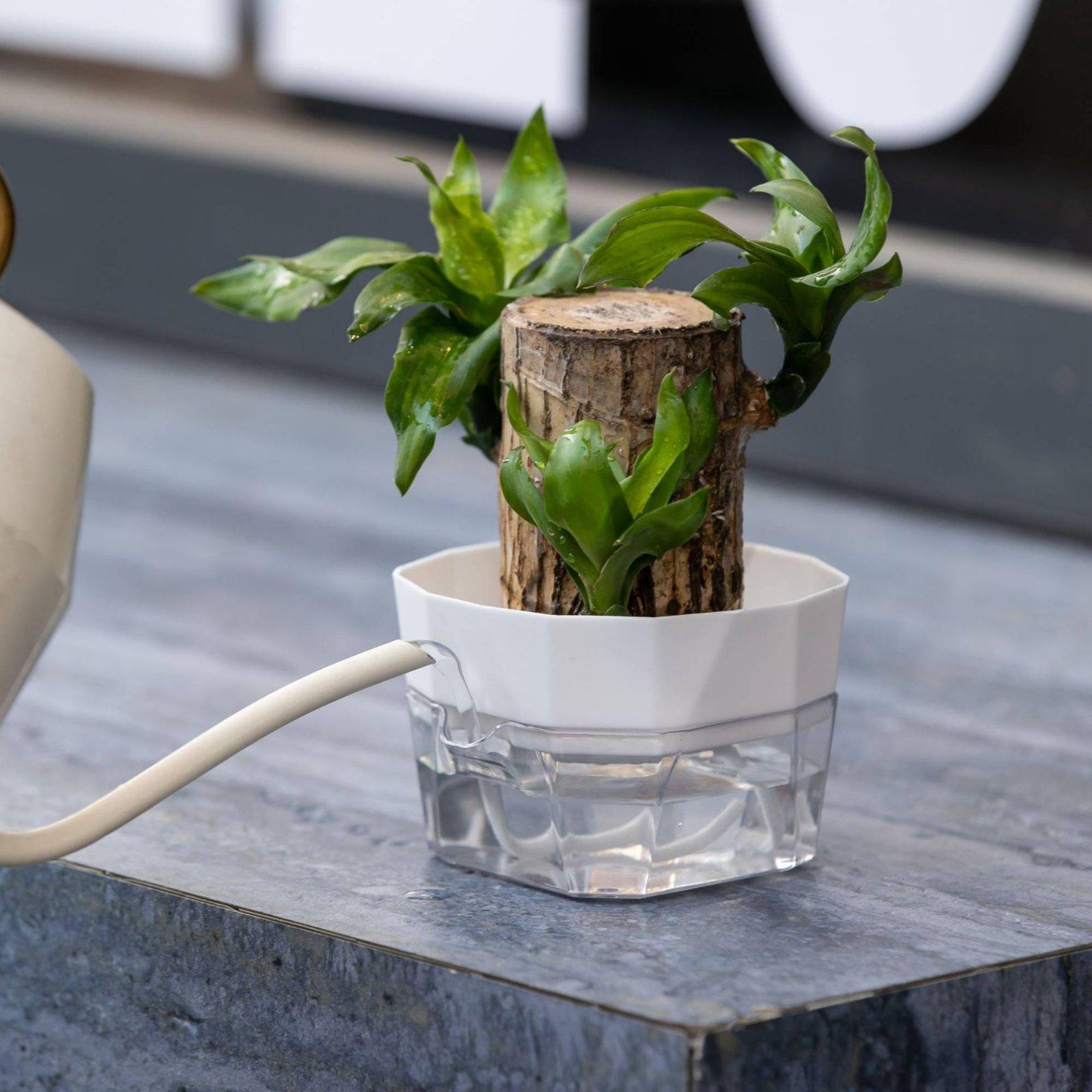 Hydroponic Vase Two Layer Self - огляд і ціна Indoor Plants