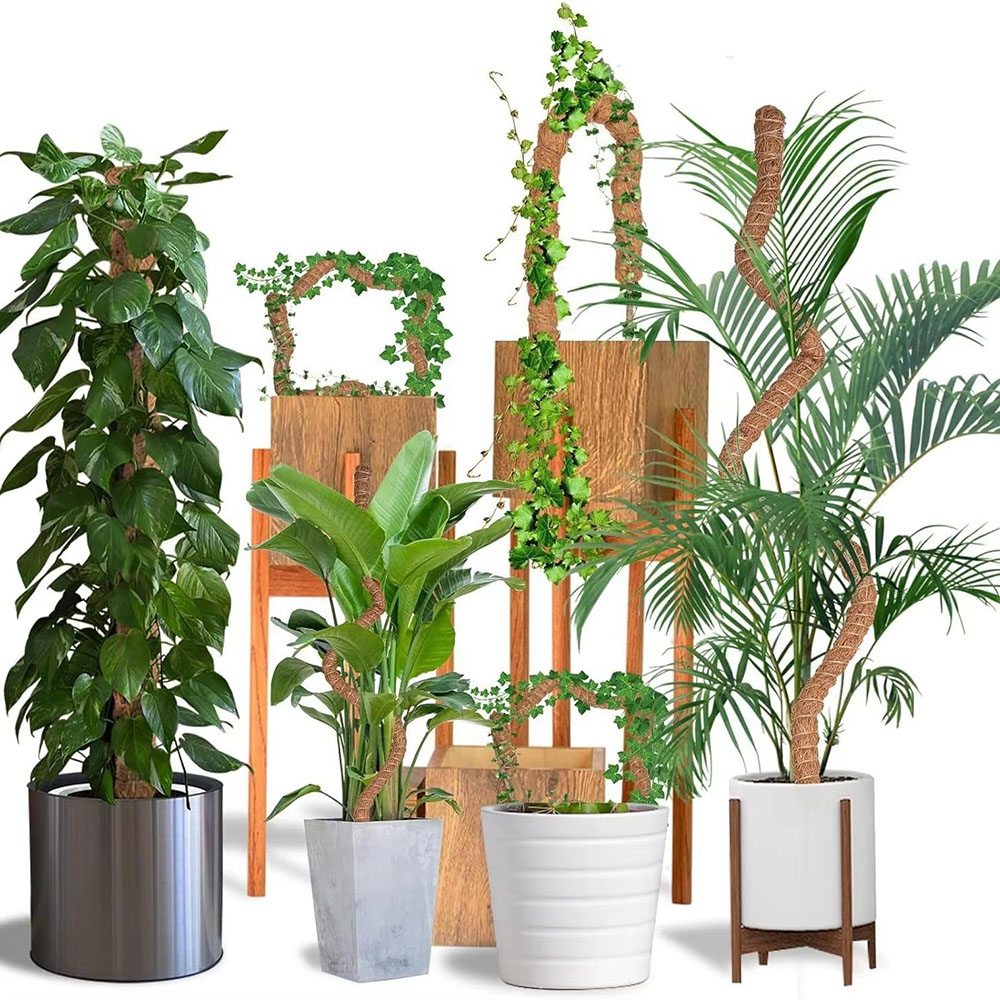 Horticultural Coconut Palm Sti - огляд і ціна Pothos