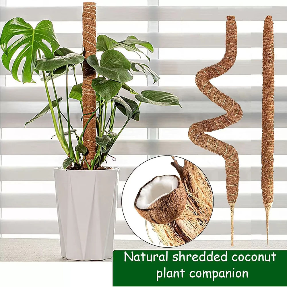 Horticultural Coconut Palm Sti - огляд і ціна Pothos