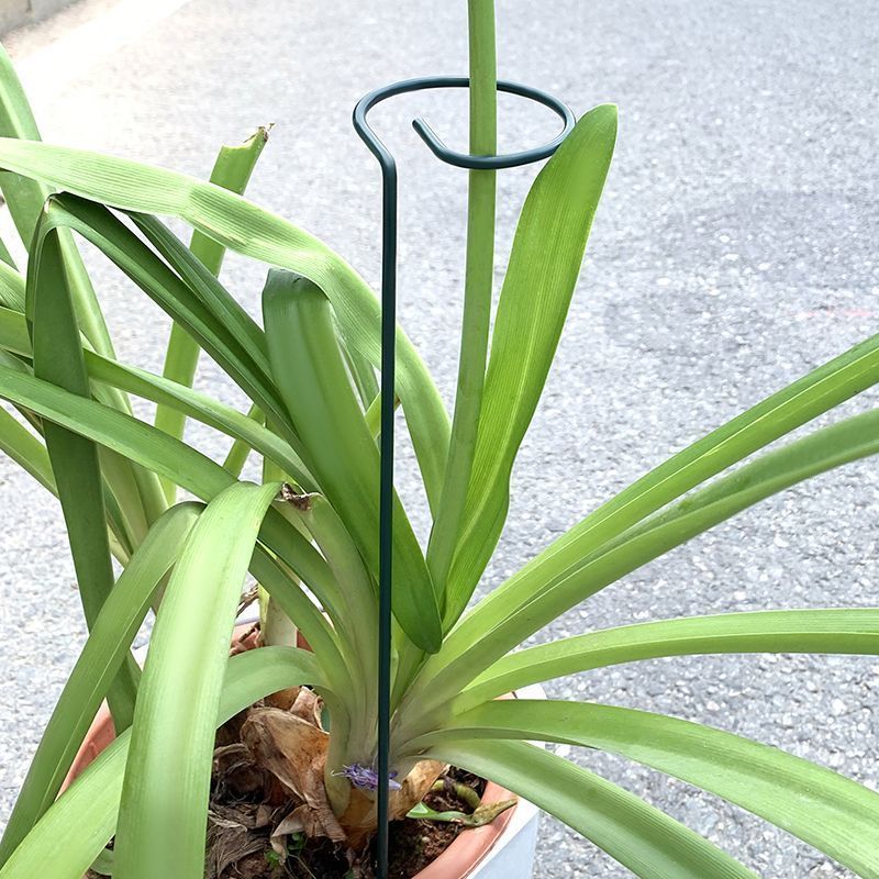 1-10pcs Metal Single Stem Plan - огляд і ціна Plant Support Stake
