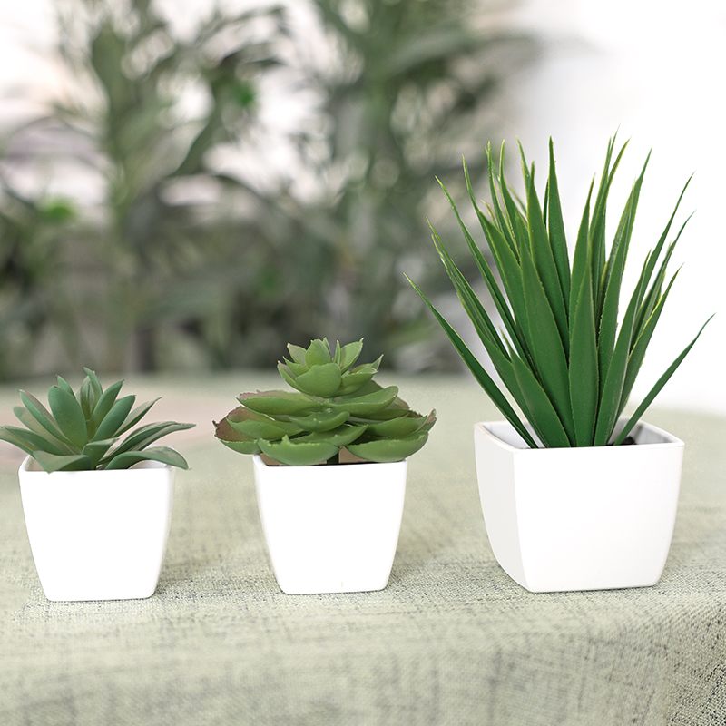3PCS Artificial Evergreen Plan - огляд і ціна Succulent Set