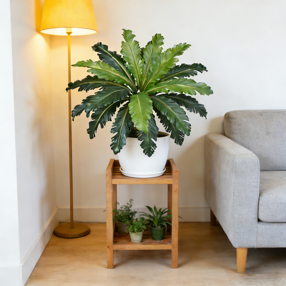 45-50cm Tropical Fake Persian  - огляд і ціна Snake Plant